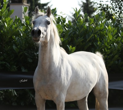 Amani bint Grey Dawn   Richter MH x Amurath Grey Dawn