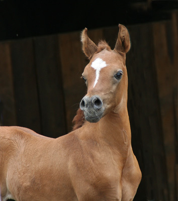 Amani bint Grey Dawn 2009 