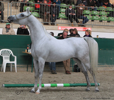 Asam Grey Dawn     Messaoud (Elite) x Amurath Grey Dawn