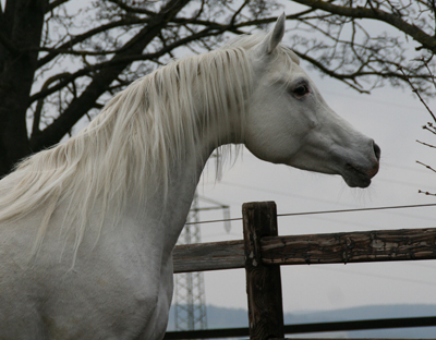 Asam Grey Dawn    Messaoud x Amurath Grey Dawn