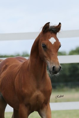 Bashir Grey Dawn   Haleem al safi x Boushrah Grey Dawn by El Ahhim Shah