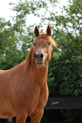 Boushrah Grey Dawn   El Ahhim Shah x EH Beenah by Messaoud