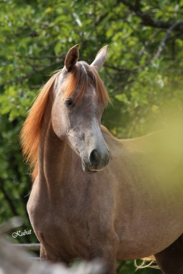 Shahwaneh Grey Dawn