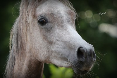Shahwaneh Grey Dawn