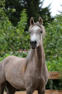 Shahwaneh Grey Dawn