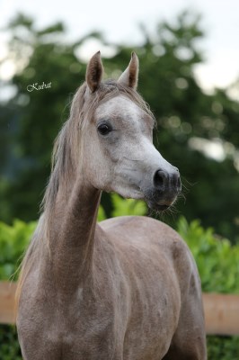 Shahwaneh Grey Dawn