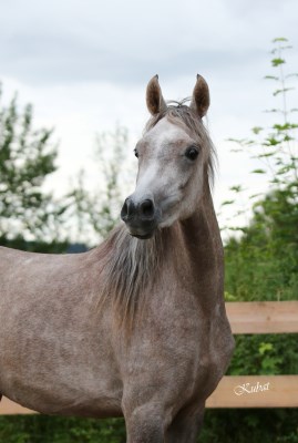 Shahwaneh Grey Dawn