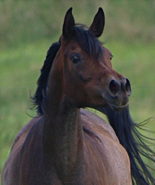 Sirin al Dzabal
