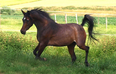 Sirin al Dzabal